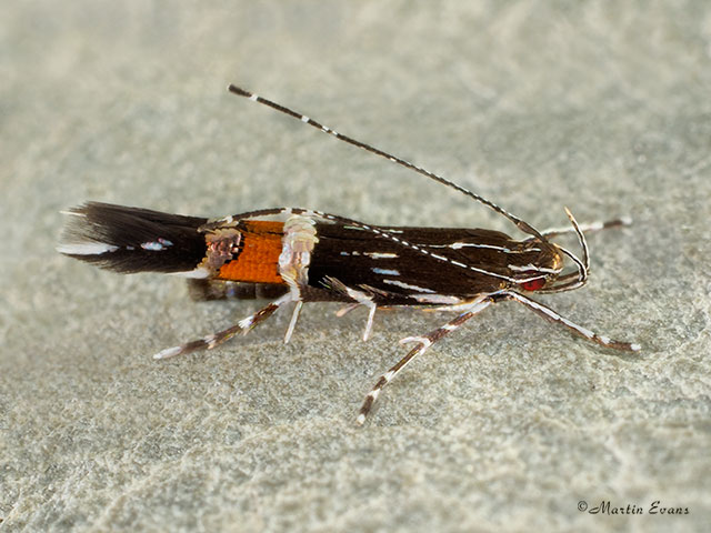  34.009 Cosmopterix pulchrimella Copyright Martin Evans 
