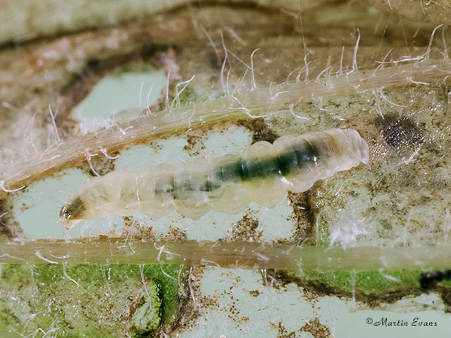  34.009 Cosmopterix pulchrimella larva entering mine Copyright Martin Evans 