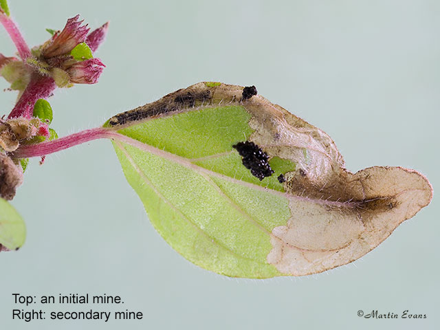  34.009 Cosmopterix pulchrimella first & secondary mines Copyright Martin Evans 