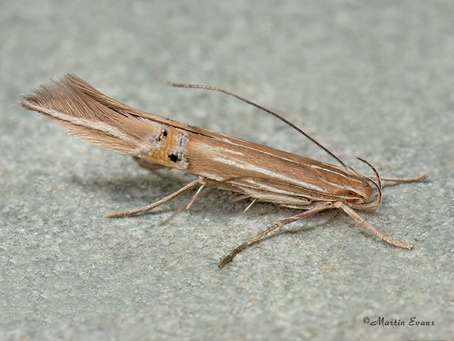  34.010 Cosmopterix lienigiella Copyright Martin Evans 