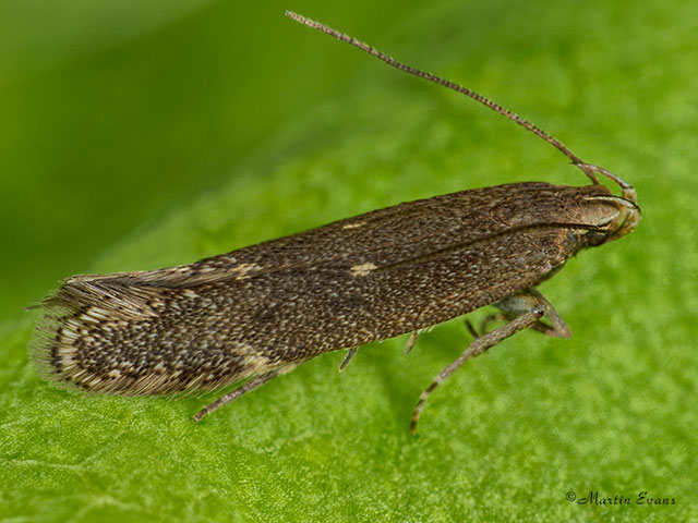  35.010 Aproaerema anthyllidella Copyright Martin Evans 