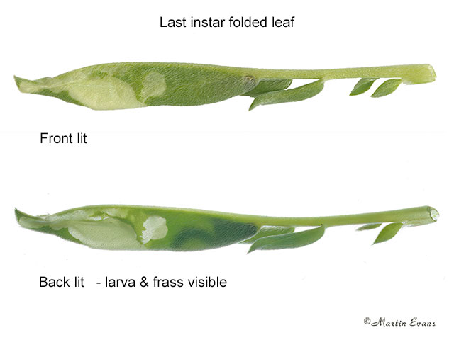  35.010 Aproaerema anthyllidella mature larva fold Copyright Martin Evans 