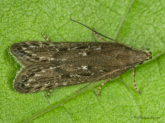  35.017 Neofaculta ericetella Copyright Martin Evans 