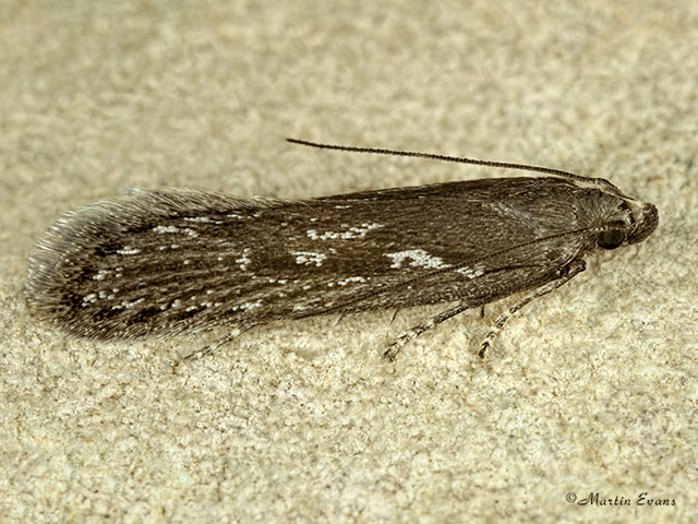  35.017 Neofaculta ericetella Copyright Martin Evans 