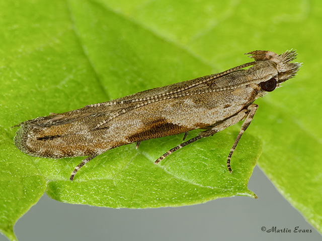  35.018 Hypatima rhomboidella Copyright Martin Evans 