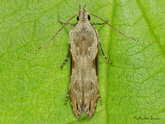  35.018 Hypatima rhomboidella Copyright Martin Evans 