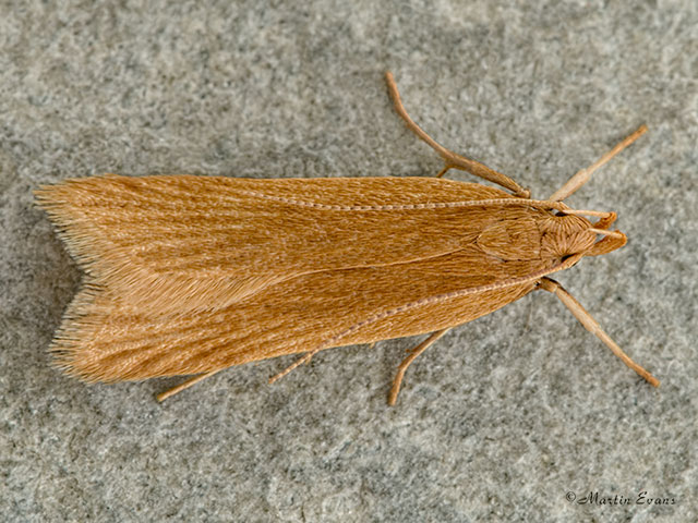  35.031 Helcystogramma rufescens Copyright Martin Evans 