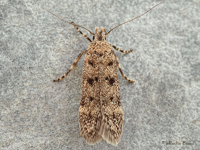  35.038 Bryotropha domestica Copyright Martin Evans 