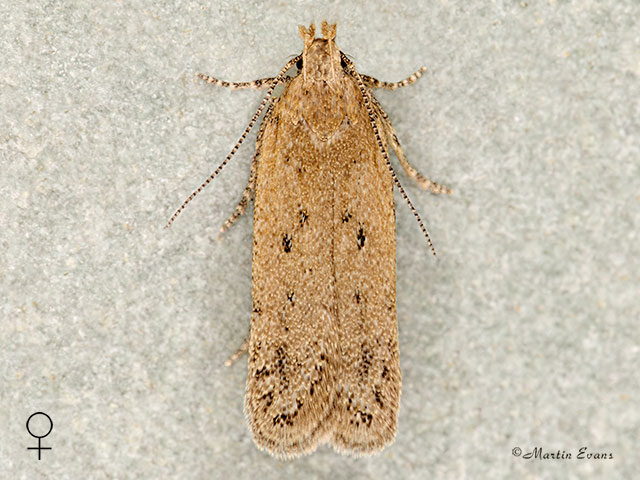  35.041 Bryotropha desertella female Copyright Martin Evans 