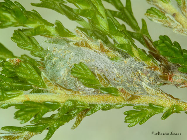  35.050 Aristotelia ericinella cocoon Copyright Martin Evans 