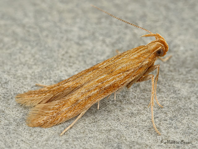  35.055 Metzneria aestivella Copyright Martin Evans 