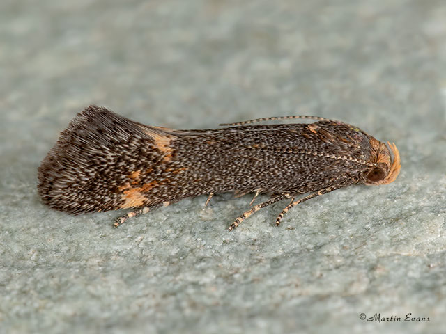  35.060 Apodia martinii Copyright Martin Evans 