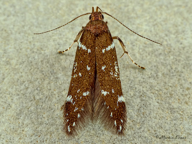  35.064 Argolamprotes micella Copyright Martin Evans 