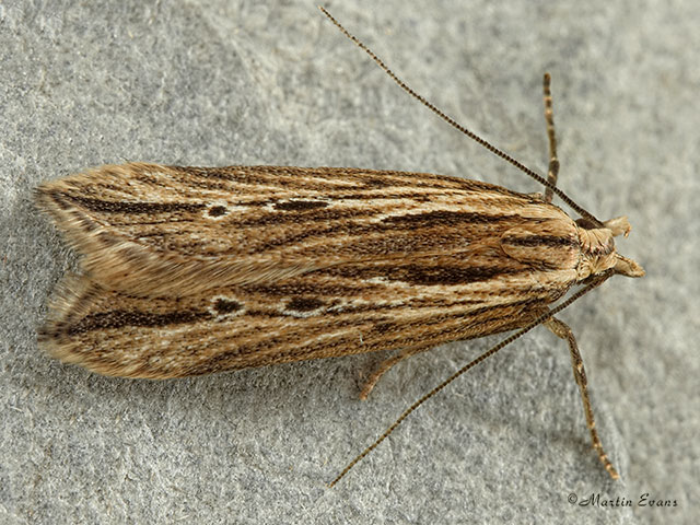  35.073 Monochroa palustrellus Copyright Martin Evans 