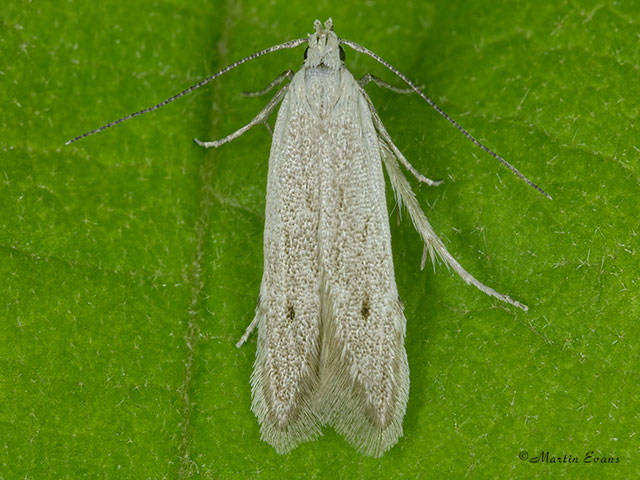  35.076 Monochroa suffusella Copyright Martin Evans 
