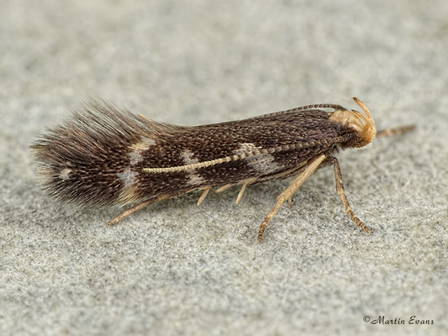  35.079 Oxypteryx wilkella Copyright Martin Evans 