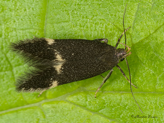  35.081 Oxypteryx atrella Copyright Martin Evans 