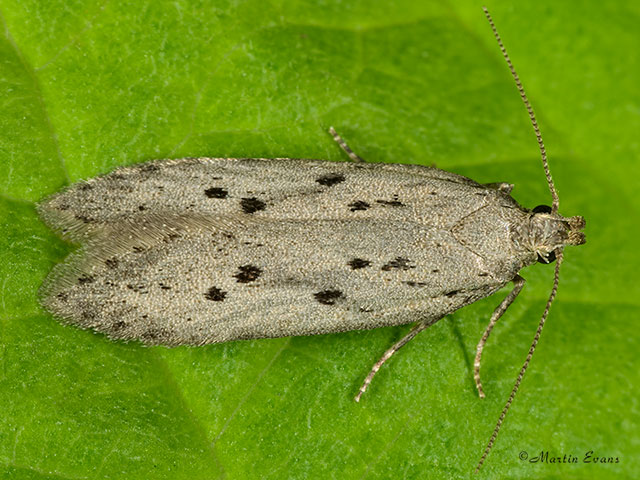  35.085 Athrips mouffetella Copyright Martin Evans 