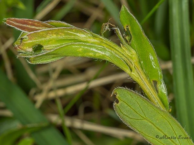  Mirificarma lentiginosella spinning Copyright Martin Evans 