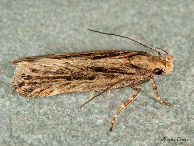  35.093 Mirificarma mulinella Copyright Martin Evans 
