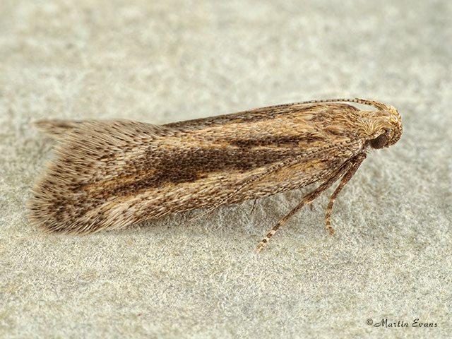  35.093 Mirificarma mulinella Copyright Martin Evans 