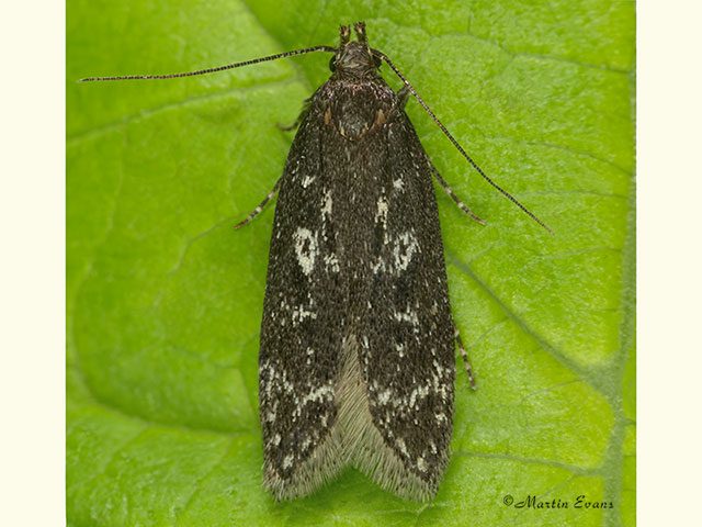  35.101 Gelechia sororculella Copyright Martin Evans 