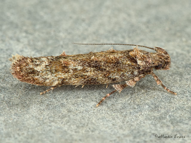  35.107 Psoricoptera gibbosella Copyright Martin Evans 
