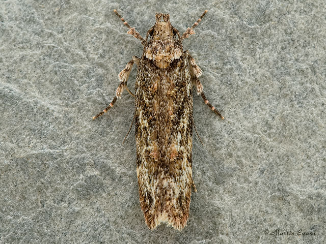  35.107 Psoricoptera gibbosella Copyright Martin Evans 