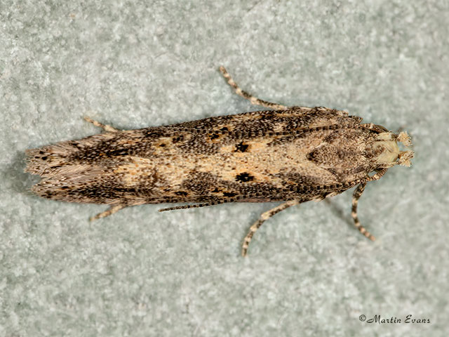  35.118 Beet Moth Scrobipalpa ocellatella Copyright Martin Evans 
