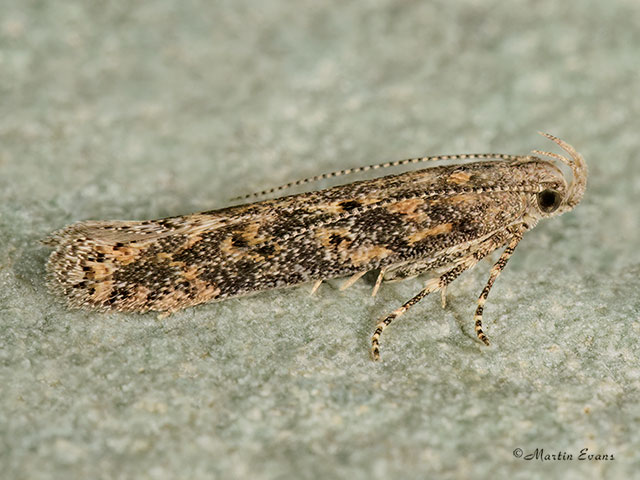  35.118 Beet Moth Scrobipalpa ocellatella Copyright Martin Evans 