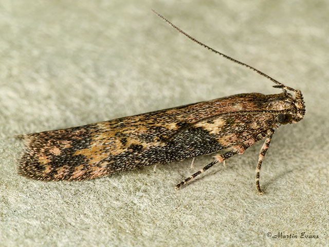  35.123 Scrobipalpa costella Copyright Martin Evans 