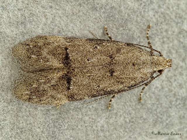  35.141 Teleiodes vulgella Copyright Martin Evans 