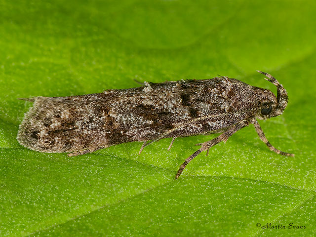  35.146 Teleiopsis diffinis Copyright Martin Evans 