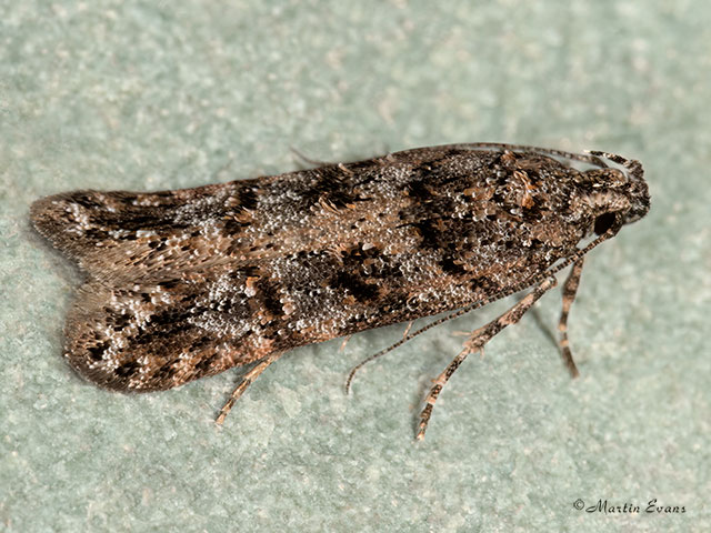  35.146 Teleiopsis diffinis Copyright Martin Evans 