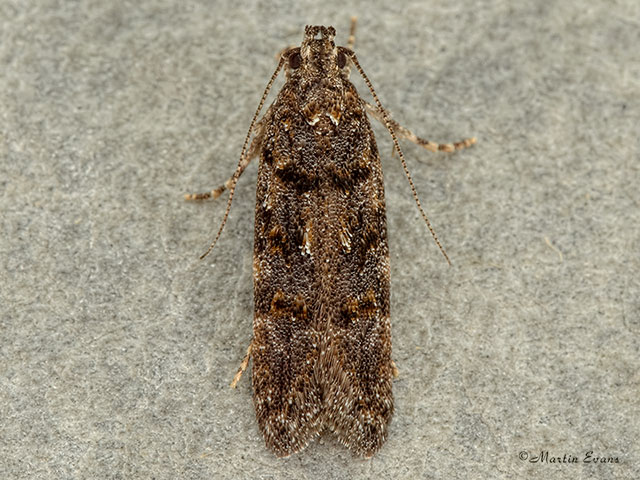  35.146 Teleiopsis diffinis Copyright Martin Evans 
