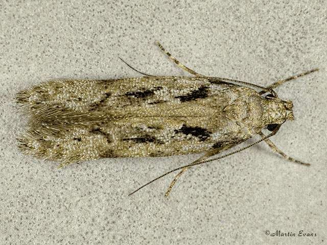  35.147 Carpatolechia decorella Copyright Martin Evans 