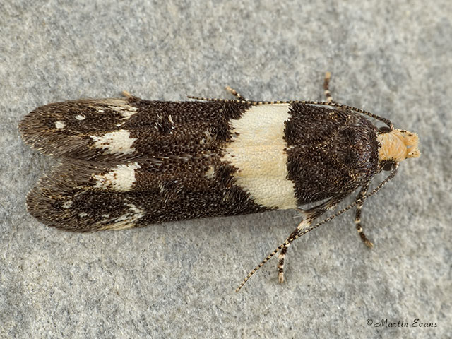  35.157 Recurvaria leucatella Copyright Martin Evans 
