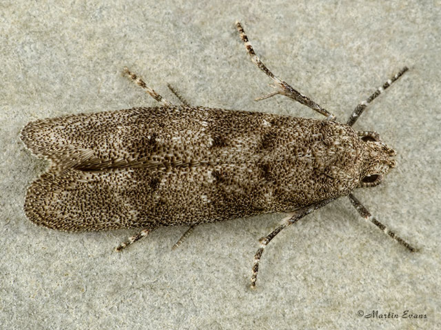  35.159 Exoteleia dodecella Copyright Martin Evans 
