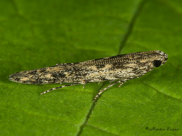  36.001 Batrachedra praeangusta Copyright Martin Evans 