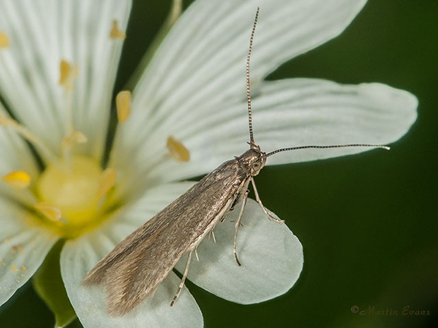  37.002 Coleophora lutarea Copyright Martin Evans 