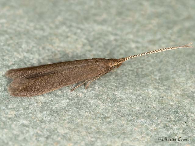  37.015 Coleophora serratella Copyright Martin Evans 