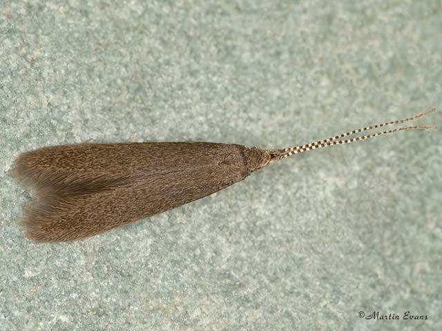  337.015 Coleophora serratella Copyright Martin Evans 