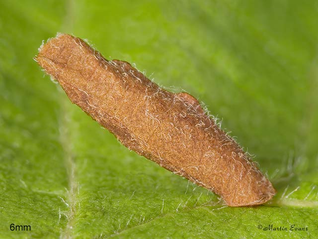  37.015 Coleophora serratella case Copyright Martin Evans 