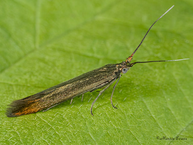  37.033 Coleophora trifolii Large Clover Case-bearer Copyright Martin Evans 