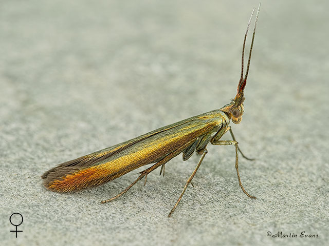  37.033 Coleophora trifolii Large Clover Case-bearer female Copyright Martin Evans 