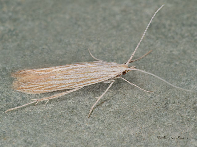  37.036 Coleophora conyzae Copyright Martin Evans 