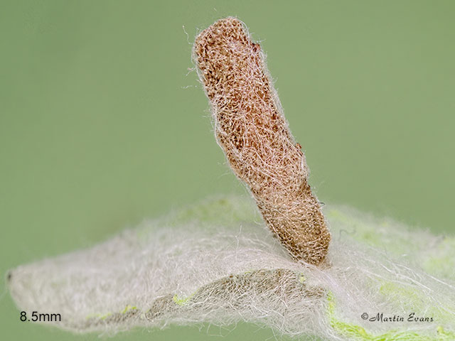  37.036 Coleophora conyzae larva case 8.5mm Copyright Martin Evans 