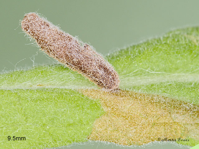  37.036 Coleophora conyzae larva case 9.5mm Copyright Martin Evans 