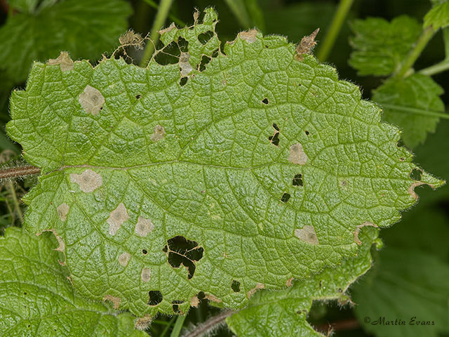  37.038 Coleophora lineolea leaf damage Copyright Martin Evans 