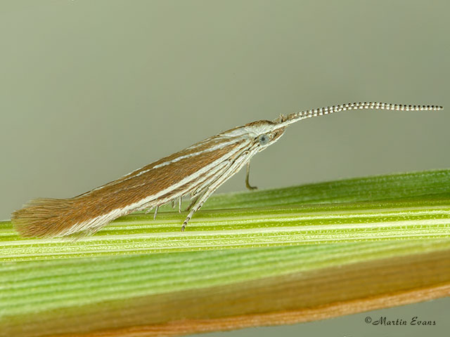  37.044 Coleophora discordella Copyright Martin Evans 